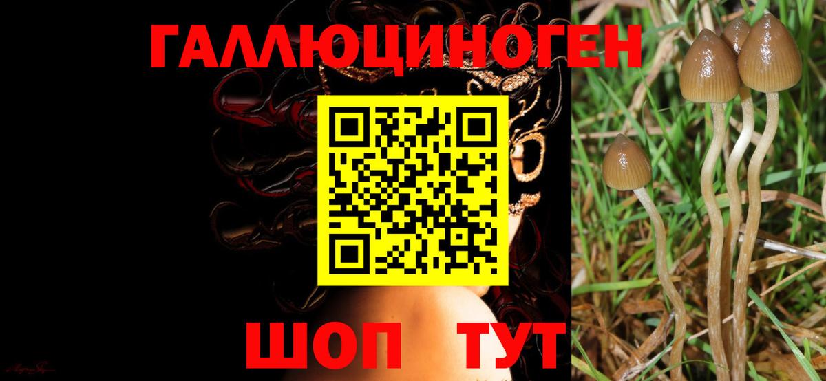 Апшеронск  Псилоцибиновые грибы прущие грибы  Псилоцибиновые грибы Psilocybine cubensis  Вход с VPN 